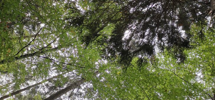 Wald tut gut- der Theorieteil